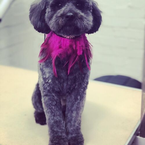 Windle Woofs | Dog Grooming | Photos | Gallery |