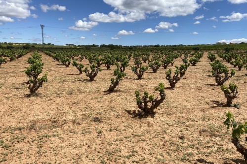 Manchuela – Spain As We Don’t Know It