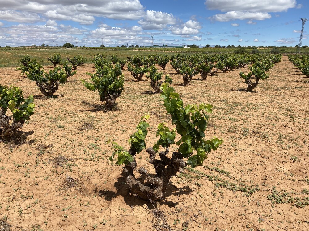 Manchuela – Spain As We Don’t Know It