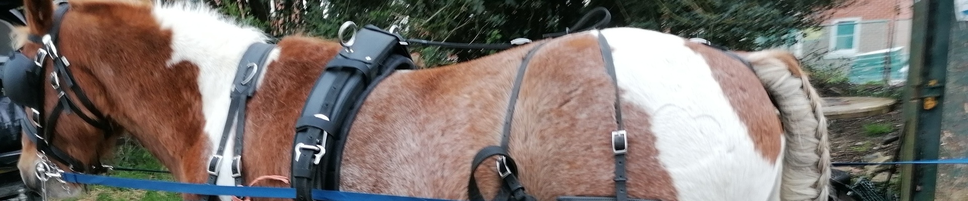 Driving Bridles | Take The Reins | Zilco Harness &amp; accessories | Carriage driving products | Shetland Pony driving products
