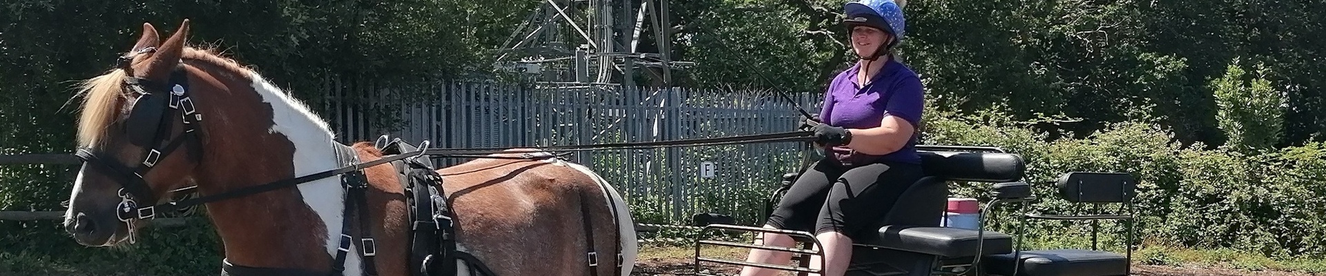 Driving Bridles | Take The Reins | Zilco Harness &amp; accessories | Carriage driving products | Shetland Pony driving products
