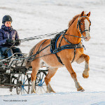 Classic Harness Set - (Fixed Backband) New