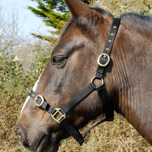 Headcollar - Standard