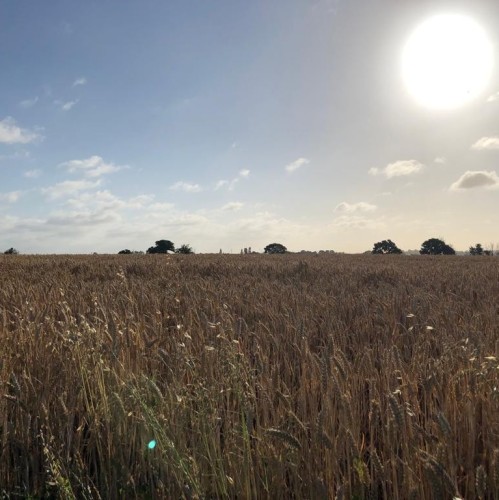 Tips to Survive the Summer