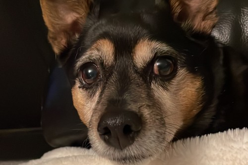 Ruby explains Work in Progress (WiP) limits