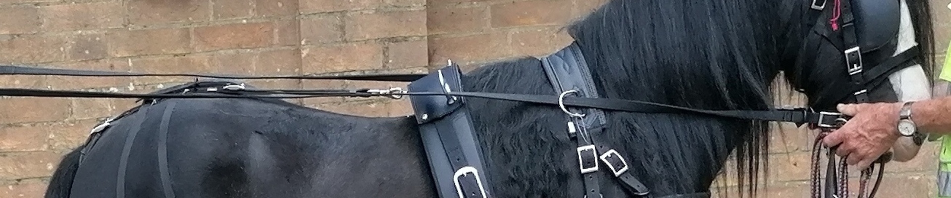 Driving Bridles | Take The Reins | Zilco Harness &amp; accessories | Carriage driving products | Shetland Pony driving products