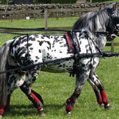 SL Pairs Harness Set