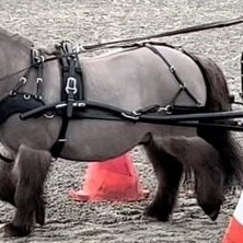 SL SportZ Breastplate