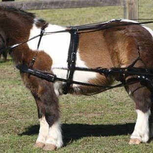 Customer Testimonial