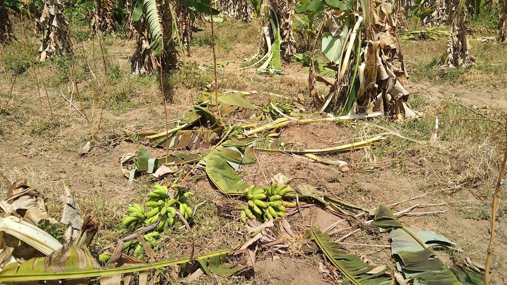 கடும்வறட்சிக்கு நடுவில் காட்டு யானைகளின் தொல்லை