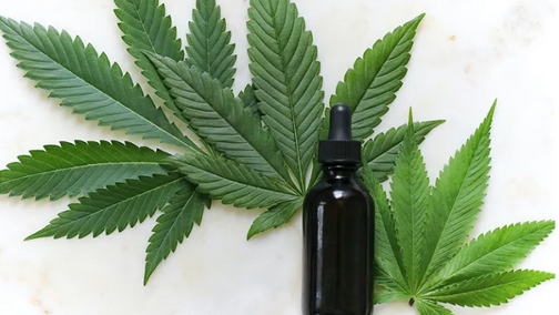 Cannabis Based Products for Medicinal Use
