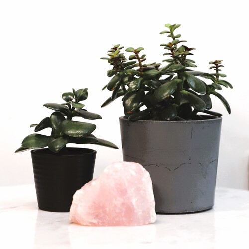 Natural Raw Rose Quartz chunk