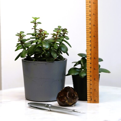 Almandine Garnet Crystal Free Form