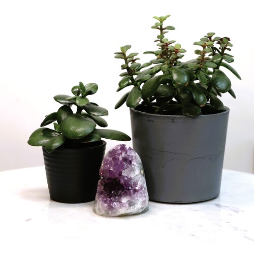 Amethyst Geode Crystal