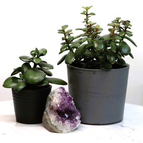 Amethyst Geode Crystal