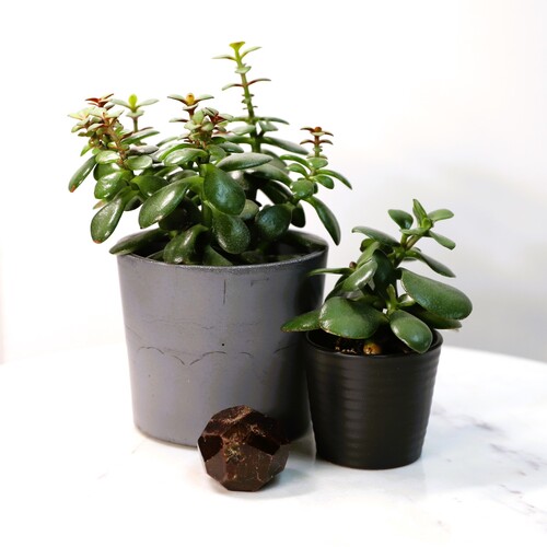 Almandine Garnet Crystal Free Form