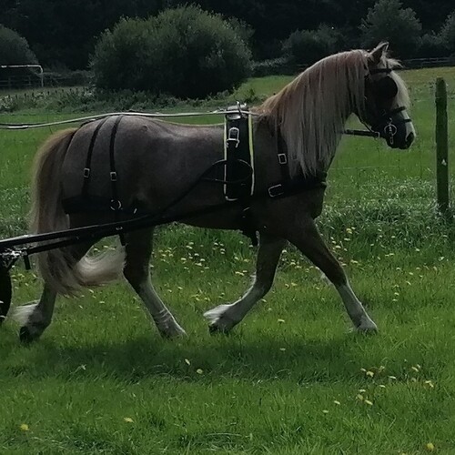 Tedex Harness Sets - New