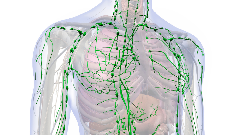 The Lymphatic System: The Superhighway of the Immune System