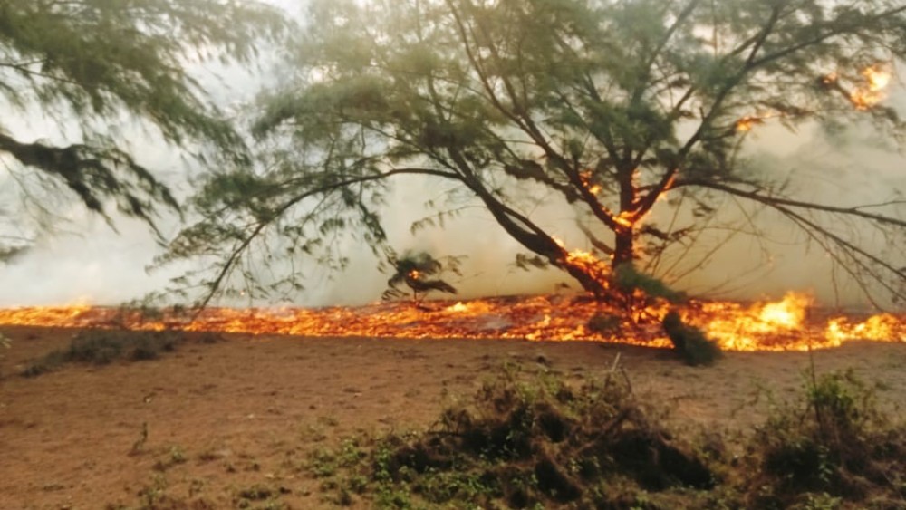 சவுக்கம் காட்டில் பரவிய தீ