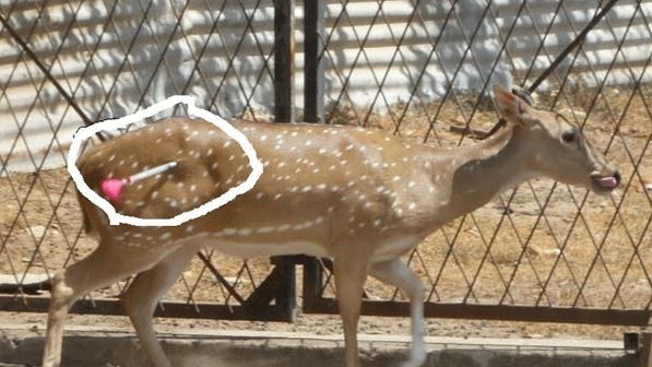 உயிரிழந்த சட்டவிரோதமாக வளர்க்கப்பட்ட மான்கள்