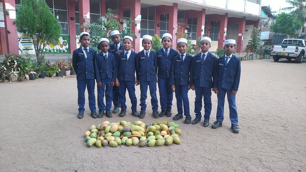 மாம்பழ அறுவடை