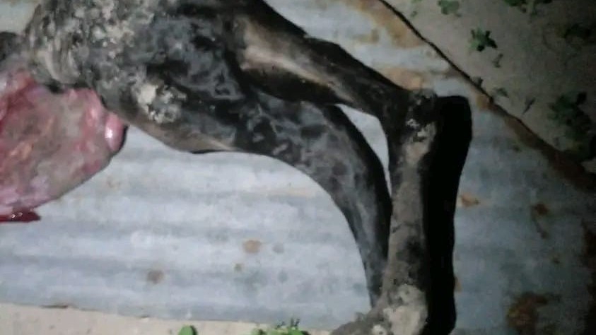 இரண்டு கால்களுடன் பிறந்த அதிசய கன்று