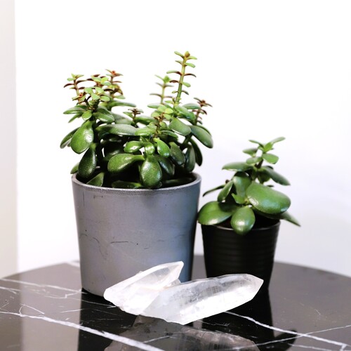 Lemurian Quartz Cluster