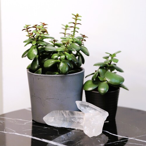 Lemurian Quartz Cluster