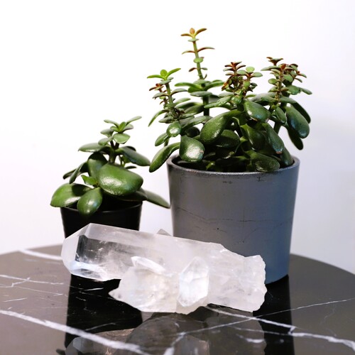 Lemurian Quartz Cluster