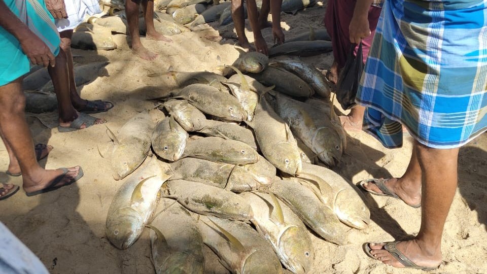 கிழக்கில் மீன்பிடி ஆரம்பம்