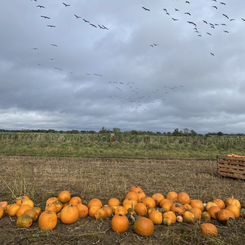 Neurodivergent Language