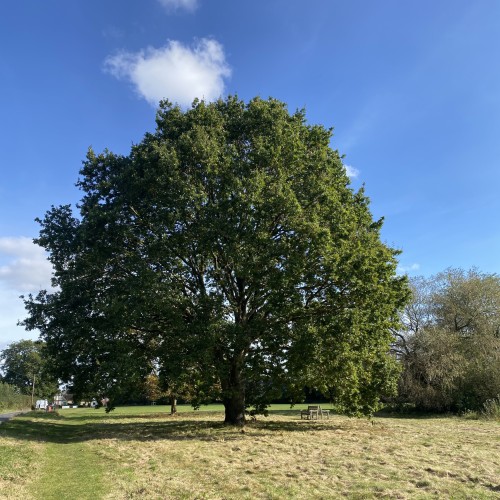 Your Private Practice Needs Goals!