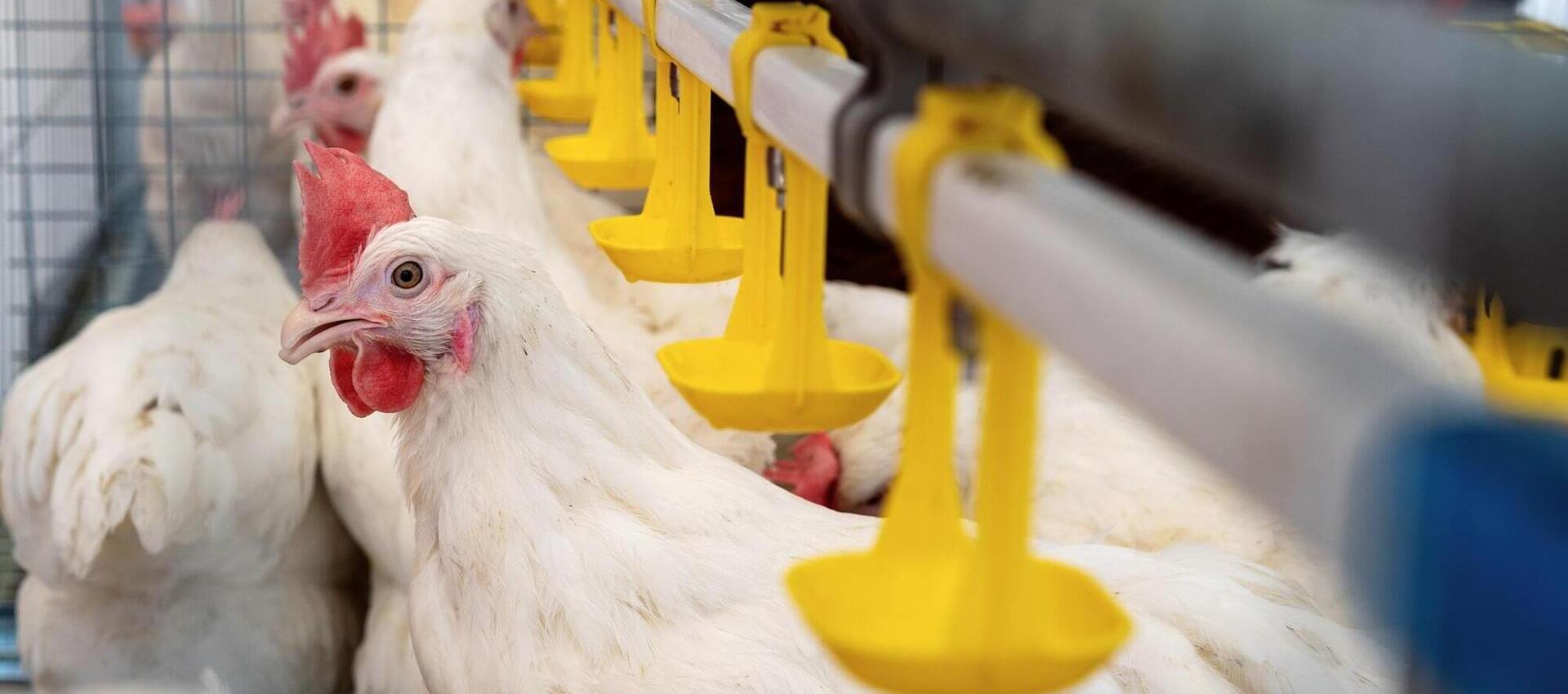 Economical Gas Heaters Poultry Rearing