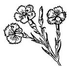 Carnations Rubber Stamp (Available in 3 sizes) from £6.89