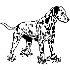 Dalmation Rubber Stamp (Available in 3 sizes) from £6.89
