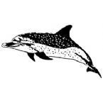 Dolphin Rubber Stamp (Available in 3 sizes) from £6.89