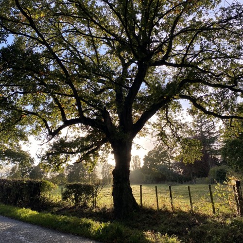 What therapy do I need? (The Neurodivergent Edition)