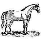 Horse Rubber Stamp (Available in 3 sizes) from £6.89