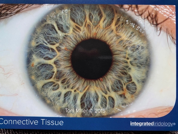 Connective Tissue Constitution