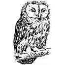 Owl Rubber Stamp (Available in 3 sizes)
