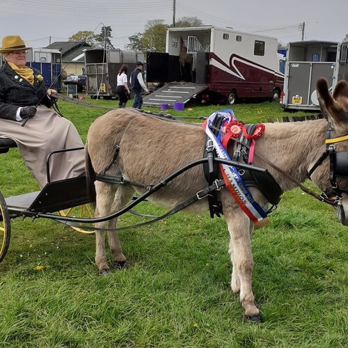 Classic Harness Set - (Sliding Backband) New