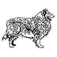 Rough Collie Rubber Stamp