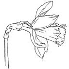 Rubber Stamps - Dafodil