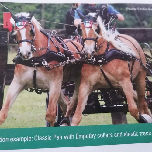 Classic Pairs Harness Set