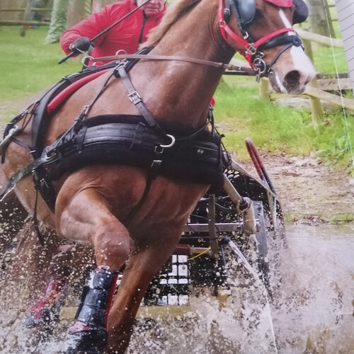 Classic Harness Set - (Fixed Backband) New