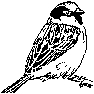 Sparrow Rubber Stamp