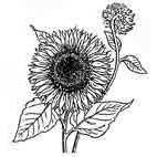 Sunflower Rubber Stamp