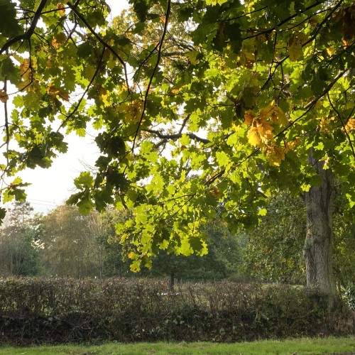 Types of Neurodivergence