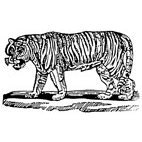 Tiger (2) Rubber Stamp