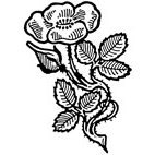 Wild Rose (2) Rubber Stamp